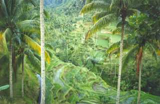 Bali Rice Terraces