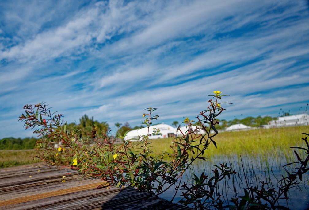 20211113_091643_Sebastian_Skydive_Plants.jpg